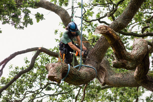 How Our Tree Care Process Works  in  Port Jefferson Station, NY