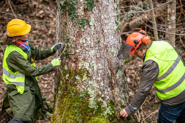 Best Emergency Tree Removal  in Port Jefferson Station, NY