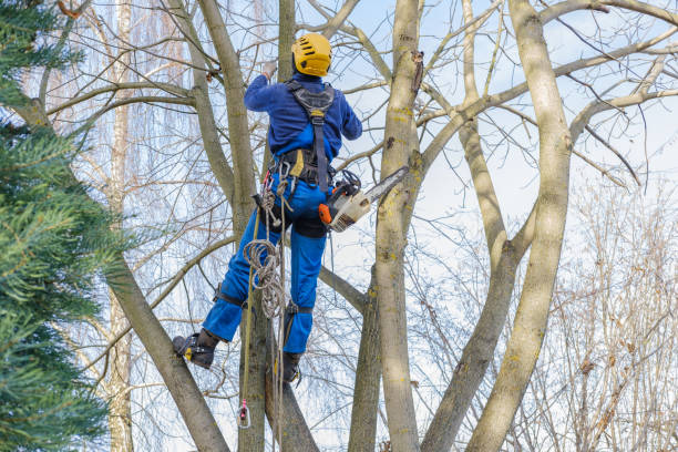 Best Tree Maintenance Programs  in Port Jefferson Station, NY