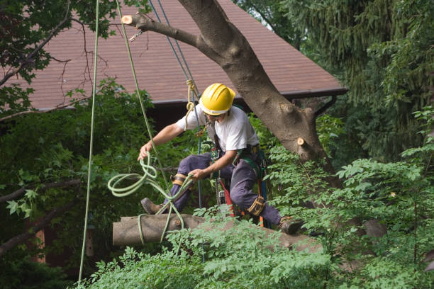 Best Palm Tree Trimming  in Port Jefferson Station, NY